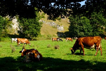 Hofladen: Usnere Kühe auf der Weide - Biotal Hofgemeinschaft