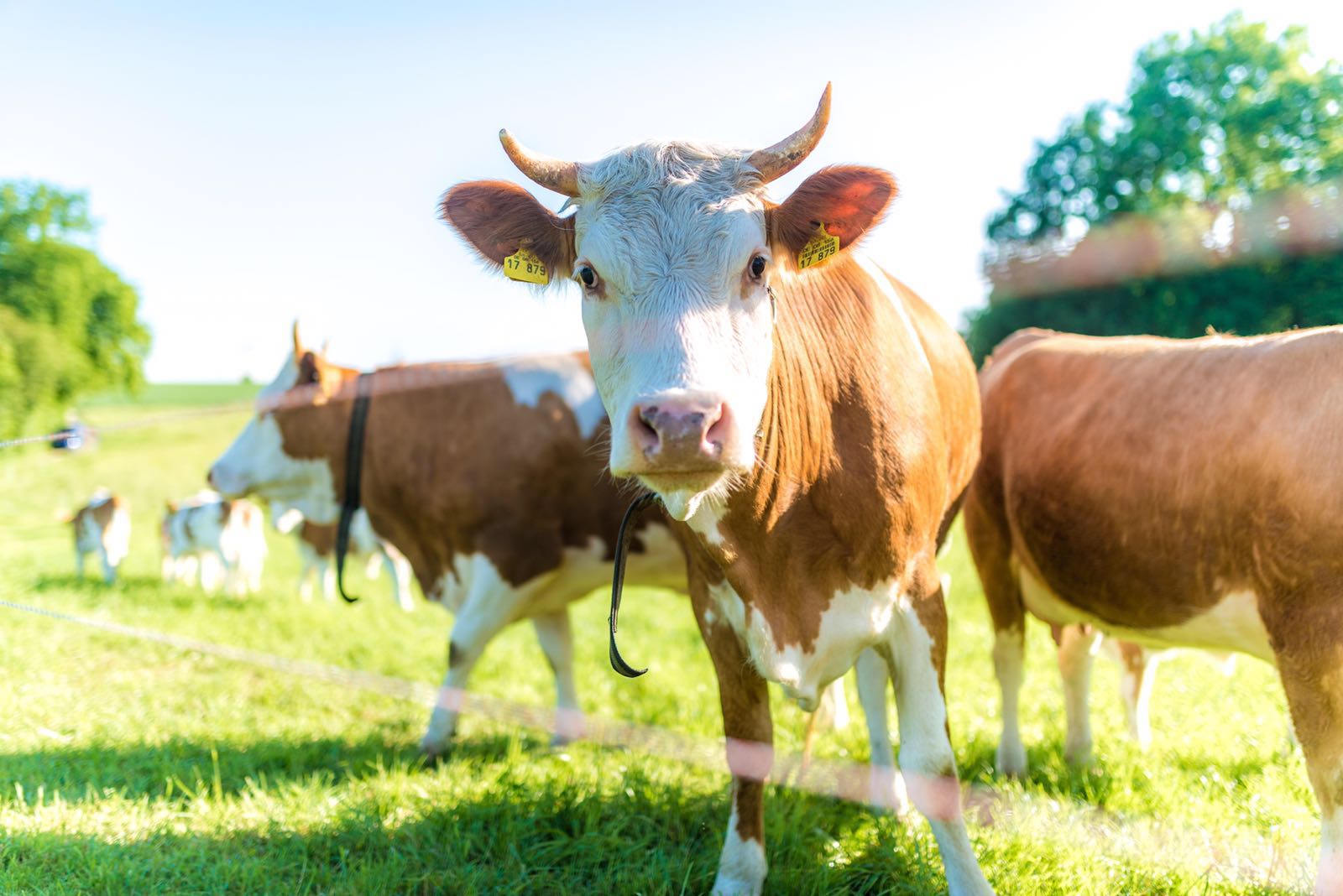 regionale Produkte - Biobetrieb - Hinterwälder Rind - Holzers Hofladen