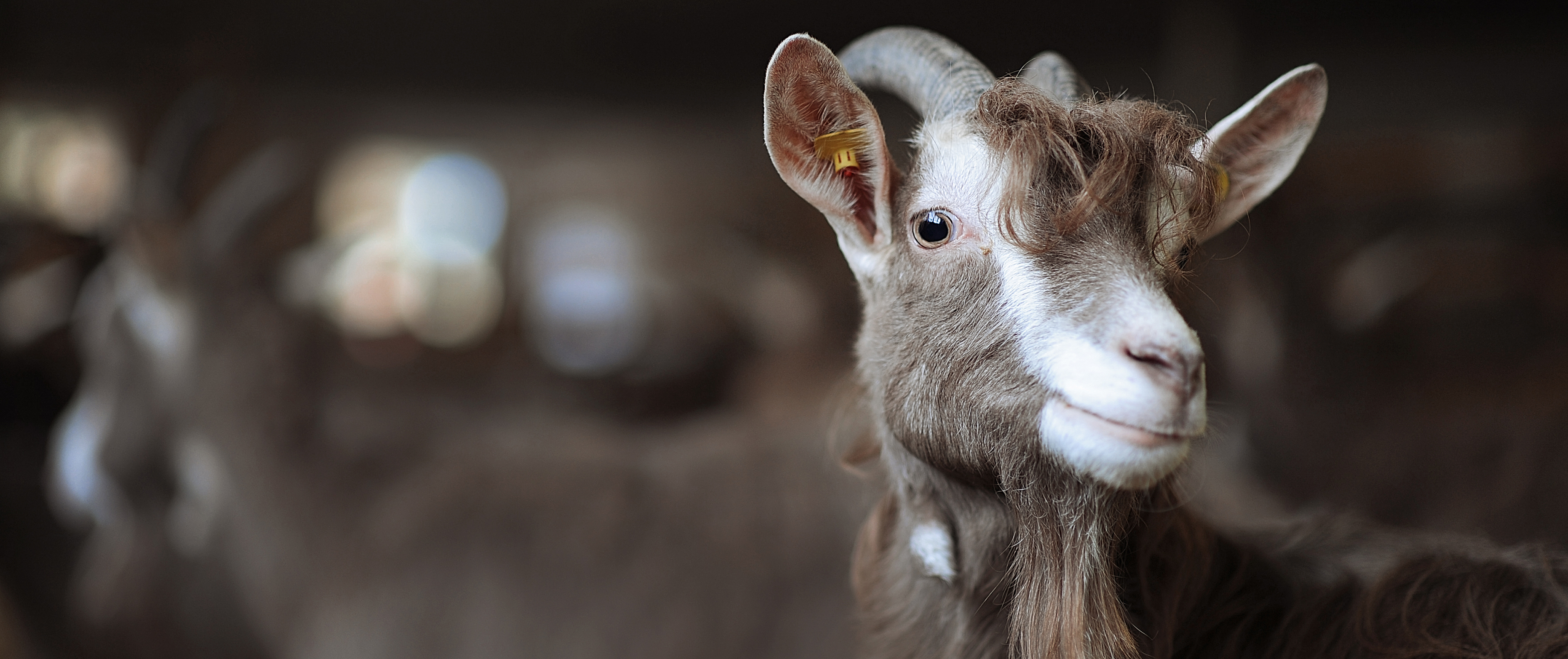 Hofladen: Ziegenhof Gülzer Geißen auf dem Wochenmakt in Dannenberg