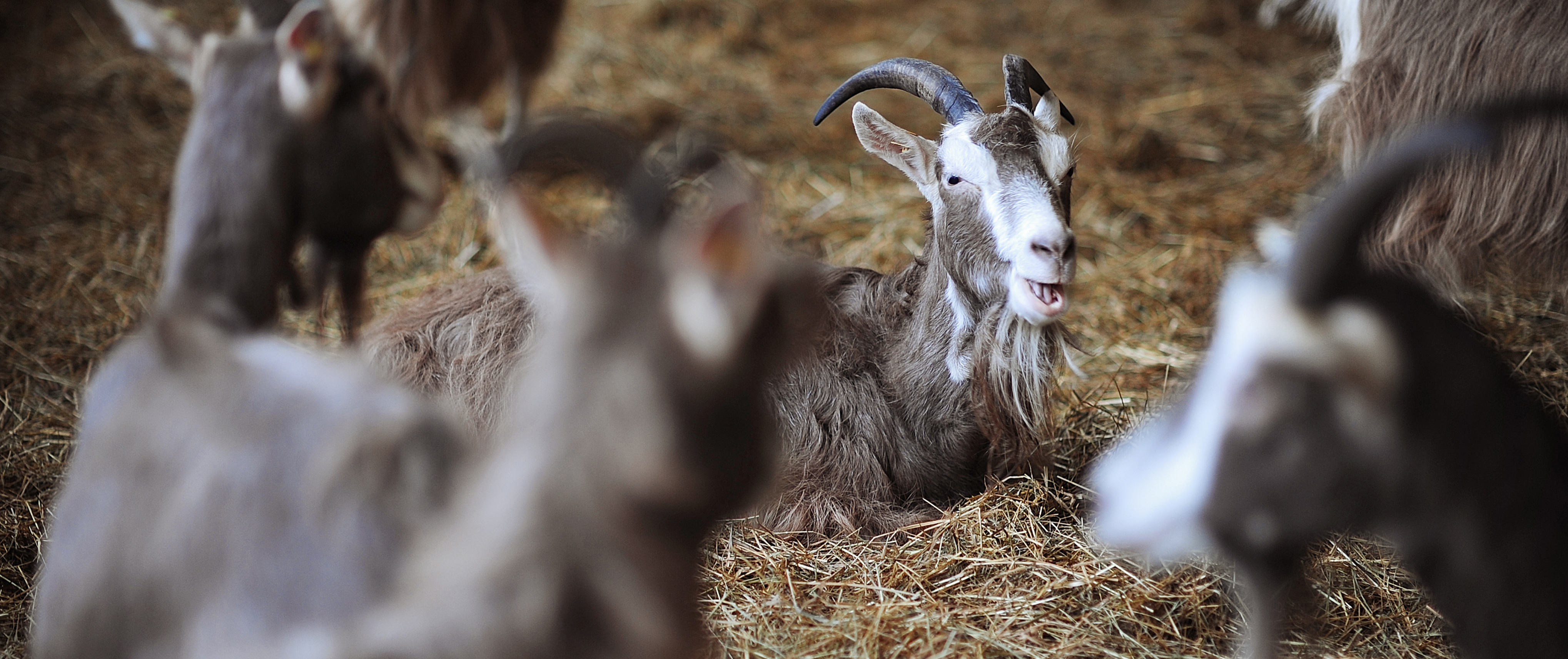 Hofladen: Ziegenhof Gülzer Geißen auf dem Wochenmakt in Boizenburg