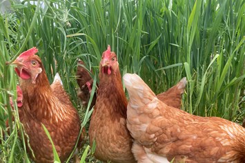 Hofladen: unsere Glücklichen Hühner im Freilaufgehege - Lieberth´s Hofladen Bioland