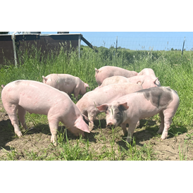 Hofladen: Unsere Freilandschweine gegenüber des Hofladens - Schweinchenglück