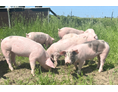 Hofladen: Unsere Freilandschweine gegenüber des Hofladens - Schweinchenglück