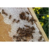 Hofladen - Bergisches Bienen Gold