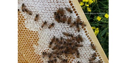 regionale Produkte - Nordrhein-Westfalen - Bergisches Bienen Gold
