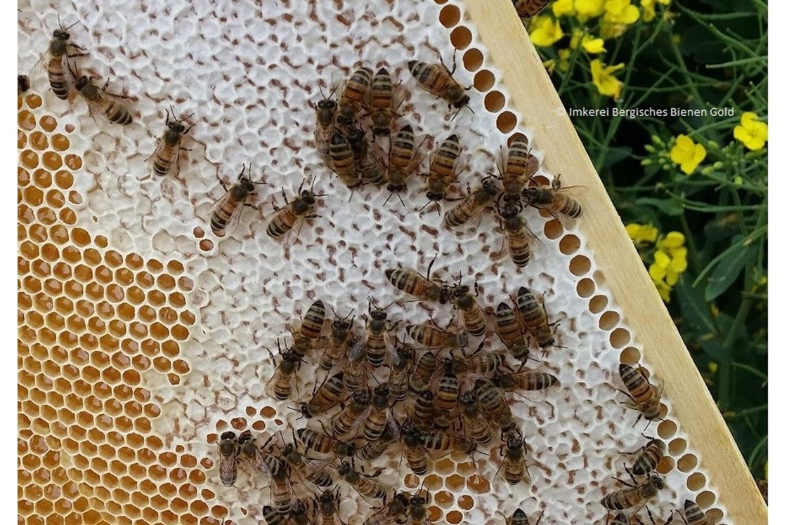 Hofladen: Bergisches Bienen Gold