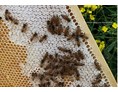 Hofladen: Bergisches Bienen Gold