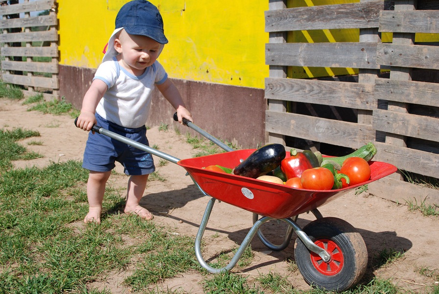 regionale Produkte - Gemüse: Gurken - Deutschland - Egal ob Groß oder Klein, jeder kann bei uns frischestes Obst und Gemüse entdecken :)  - Huckepack Erlebnisernten