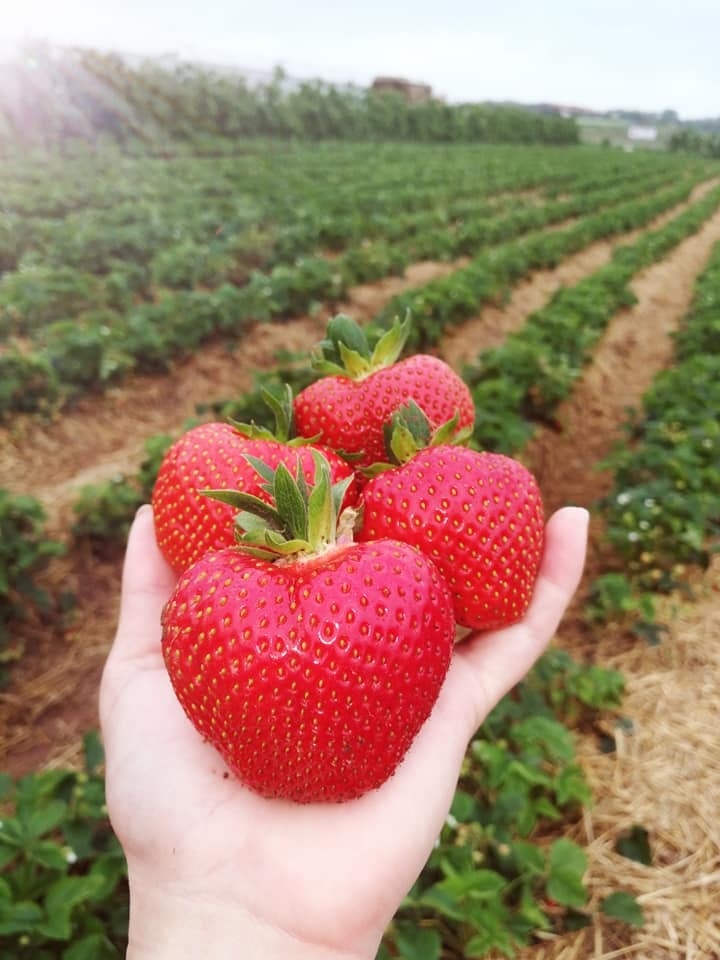 regionale Produkte - Gemüse: Gurken - Deutschland - Riesige Erdbeeren zuckersüß vom Feld - Huckepack Erlebnisernten