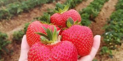 regionale Produkte - Beeren: andere - Erlangen - Riesige Erdbeeren zuckersüß vom Feld - Huckepack Erlebnisernten
