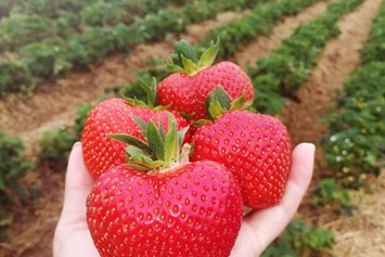 Hofladen: Riesige Erdbeeren zuckersüß vom Feld - Huckepack Erlebnisernten