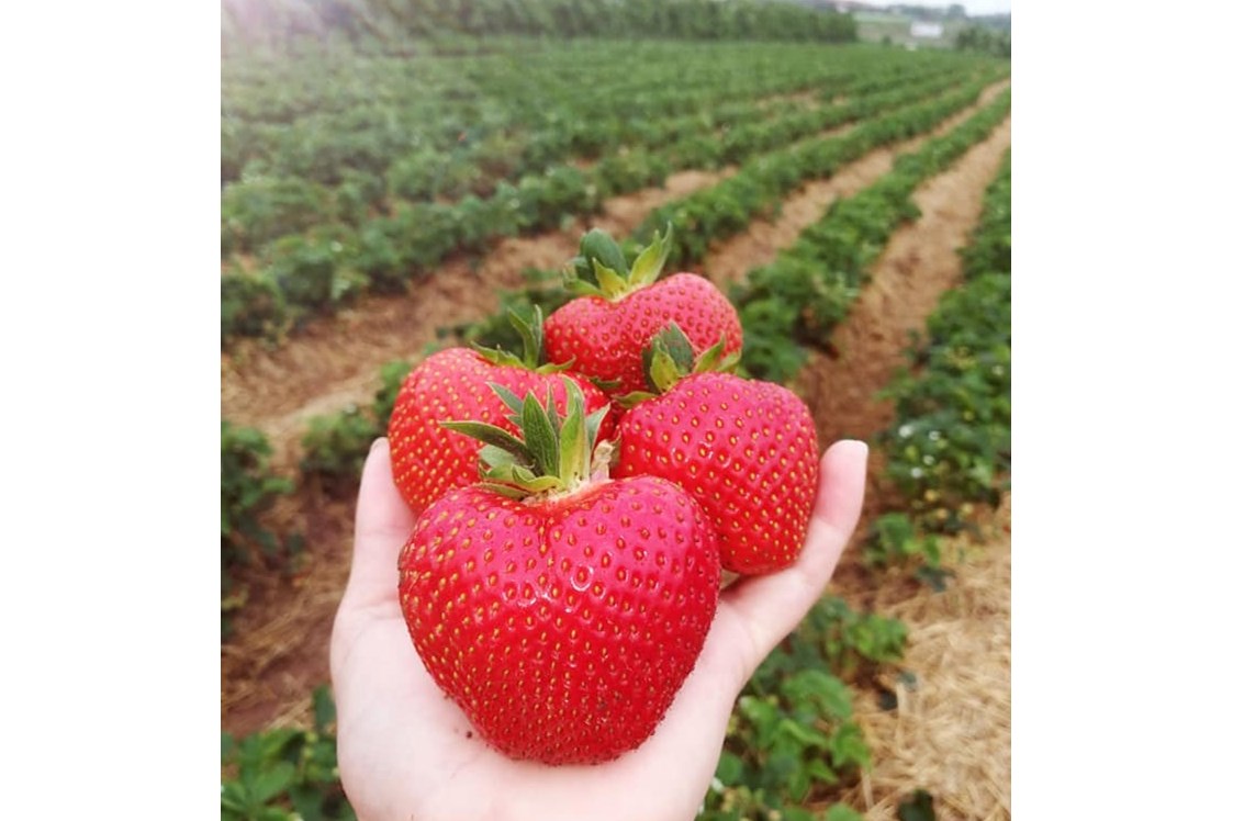 Hofladen: Riesige Erdbeeren zuckersüß vom Feld - Huckepack Erlebnisernten
