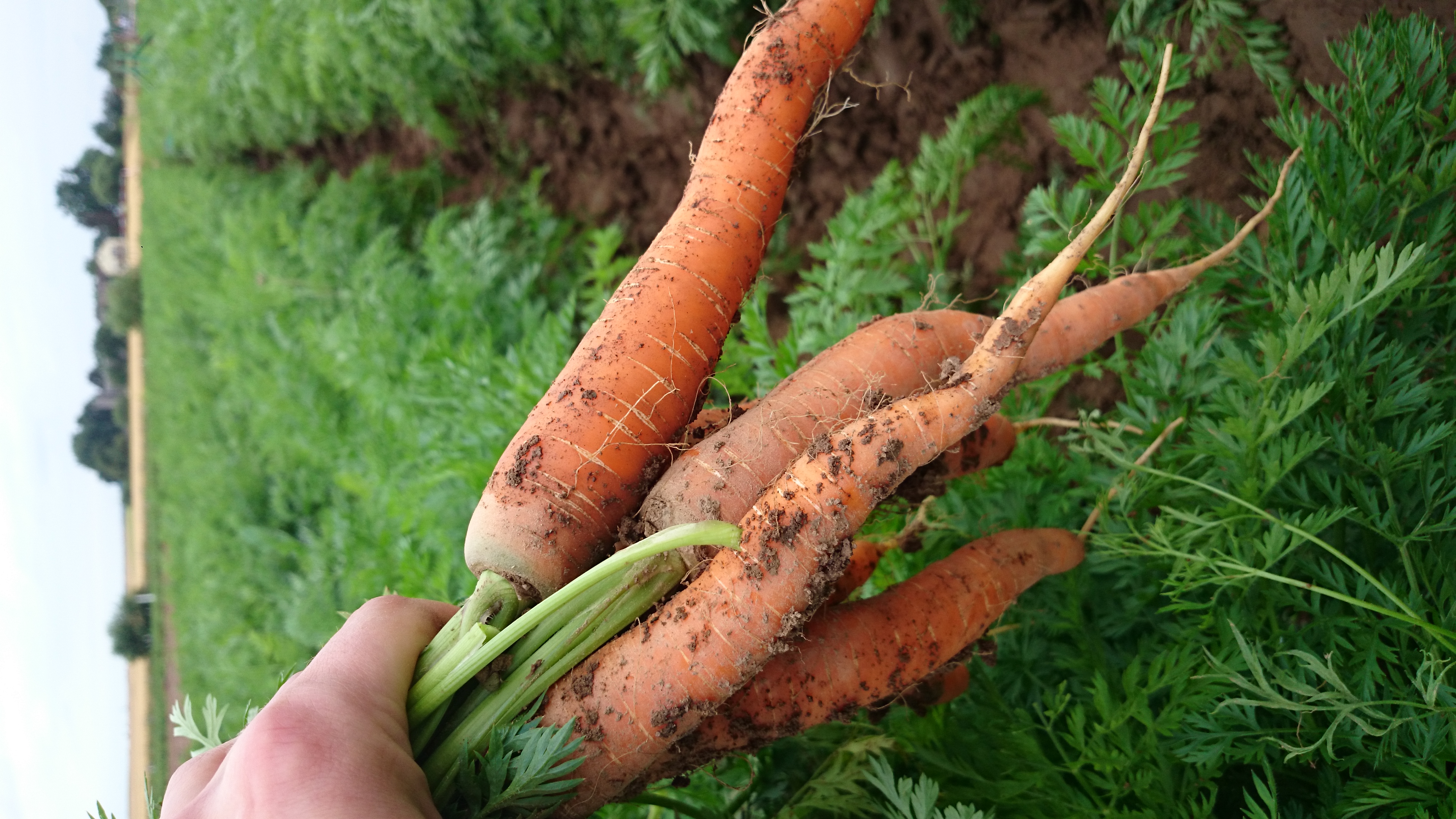 regionale Produkte - Gemüse: Gurken - Deutschland - Knackfrische Karotten direkt aus dem Boden - Huckepack Erlebnisernten