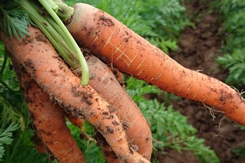 Hofladen: Knackfrische Karotten direkt aus dem Boden - Huckepack Erlebnisernten