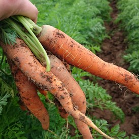 Hofladen: Knackfrische Karotten direkt aus dem Boden - Huckepack Erlebnisernten