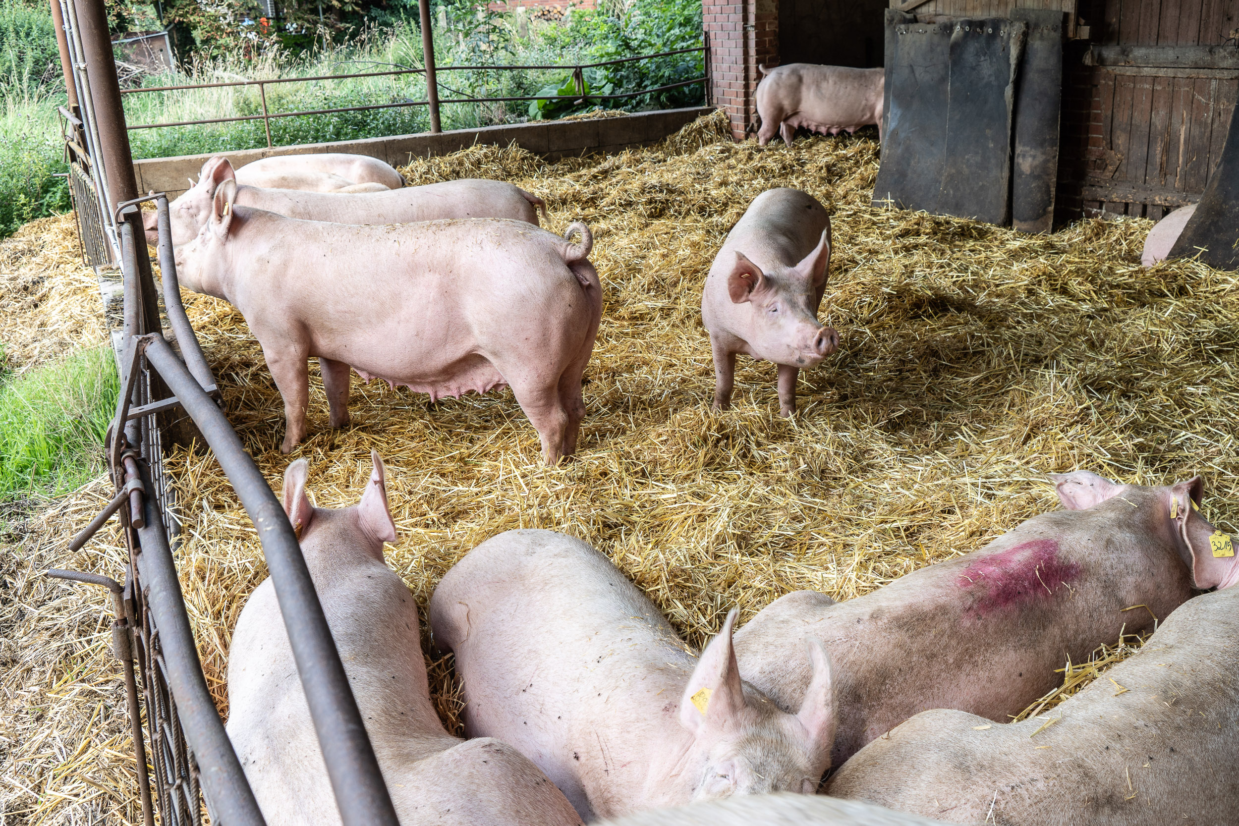 regionale Produkte - Niedersachsen - Neuland-Hof Runge
