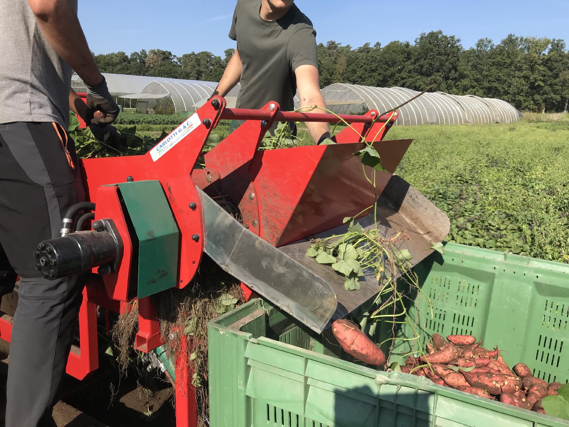 regionale Produkte - Gemüse: Kürbis - Niedersachsen - Die Ernte - Gärtnerei Rothenfeld