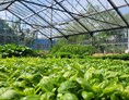 Hofladen: Jungpflanzen ziehen im Glashaus - Gärtnerei Rothenfeld