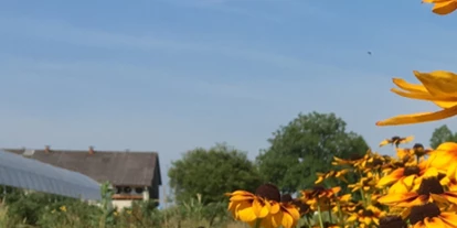 regionale Produkte - Beeren: Stachelbeeren - Bioland Gärtnerei Dänzer