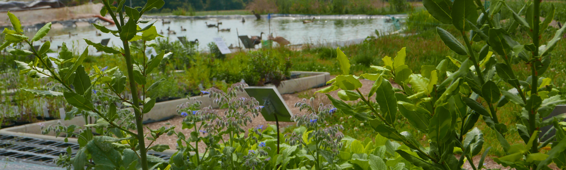 Hofladen: Von Frühjahr bis Herbst erweitern wir unser Angebot um eine Vieluahl an Jungpflanzen und Kräutern - Bioland Gärtnerei Dänzer