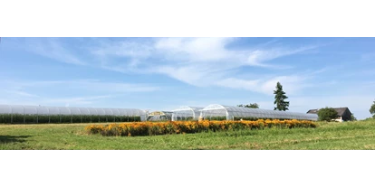 regionale Produkte - Beeren: Stachelbeeren - Bioland Gärtnerei Dänzer
