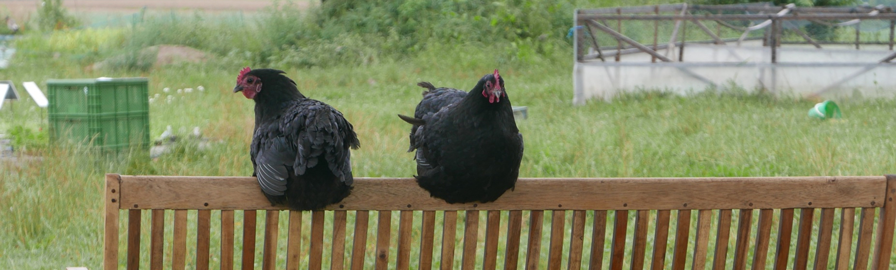 Hofladen: Neben einer Schar an Laufenten, einigen Hasen und Katzen laufen bei uns auch ein Trio glücklicher Hühner übers Gelände - Bioland Gärtnerei Dänzer