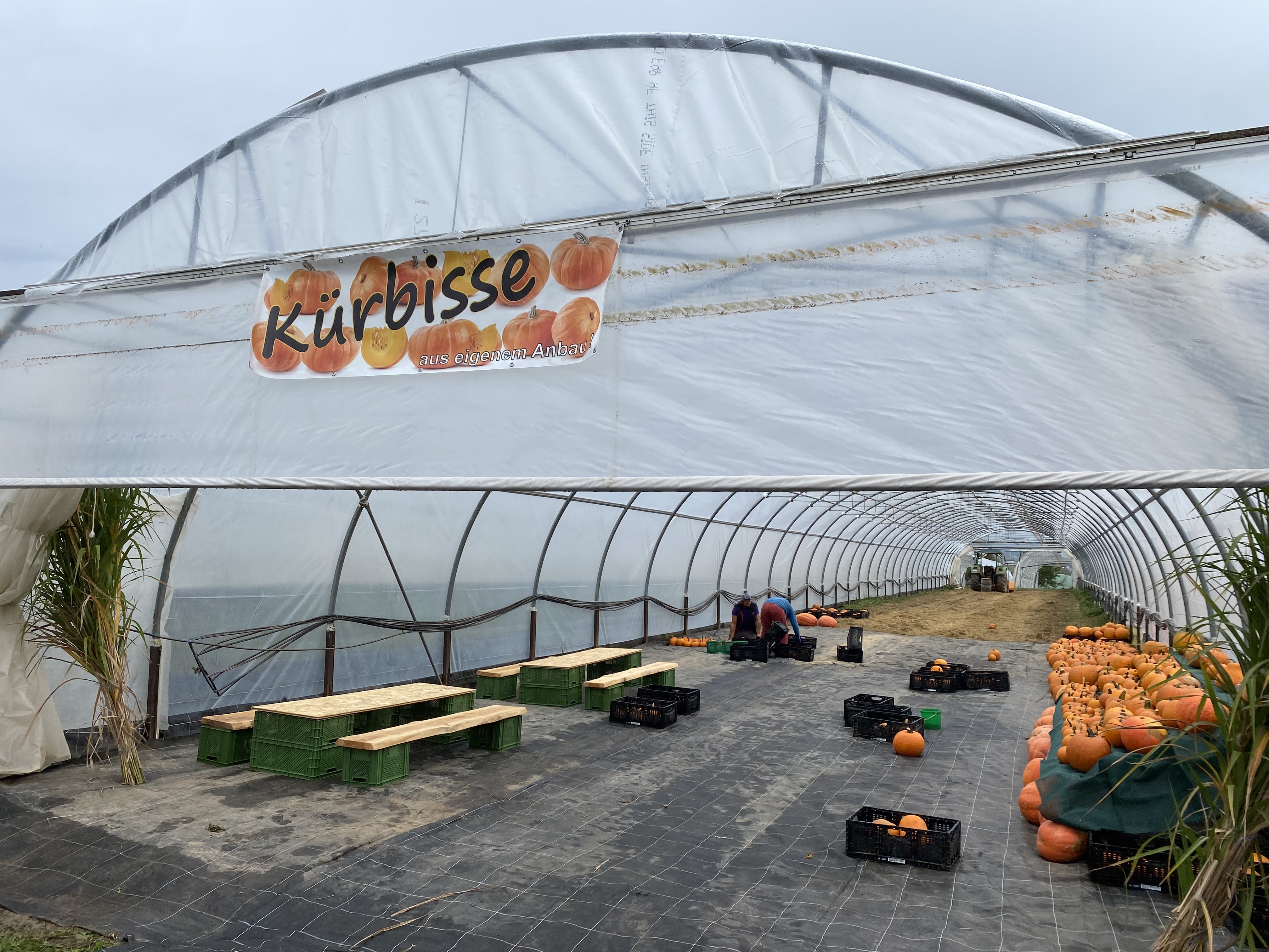 Hofladen: Je nach Jahreszeit bieten wir verschiedene Aktionen, wie zum Beispiel unsere Kürbis-Verkostung mit Schnitzen und Bemalen für Kürbisse an - Bioland Gärtnerei Dänzer