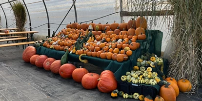 regionale Produkte - Beeren: Stachelbeeren - Eine Auswahl unserer eigens angebauten Kürbisse, sowohl als Zierde, für Halloween oder natürlich auch zum Kochen. - Bioland Gärtnerei Dänzer