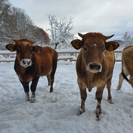 Hofladen: Unsere Rinder im Schnee - Tratherer Hof