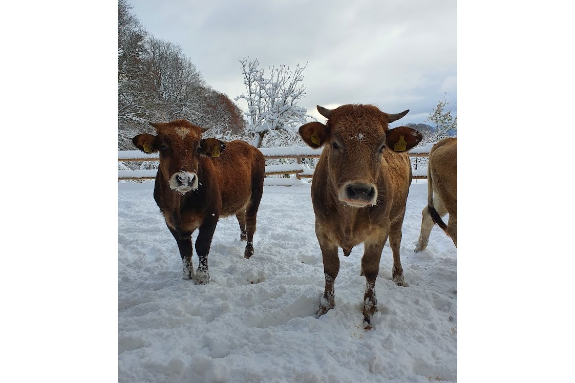Hofladen: Unsere Rinder im Schnee - Tratherer Hof