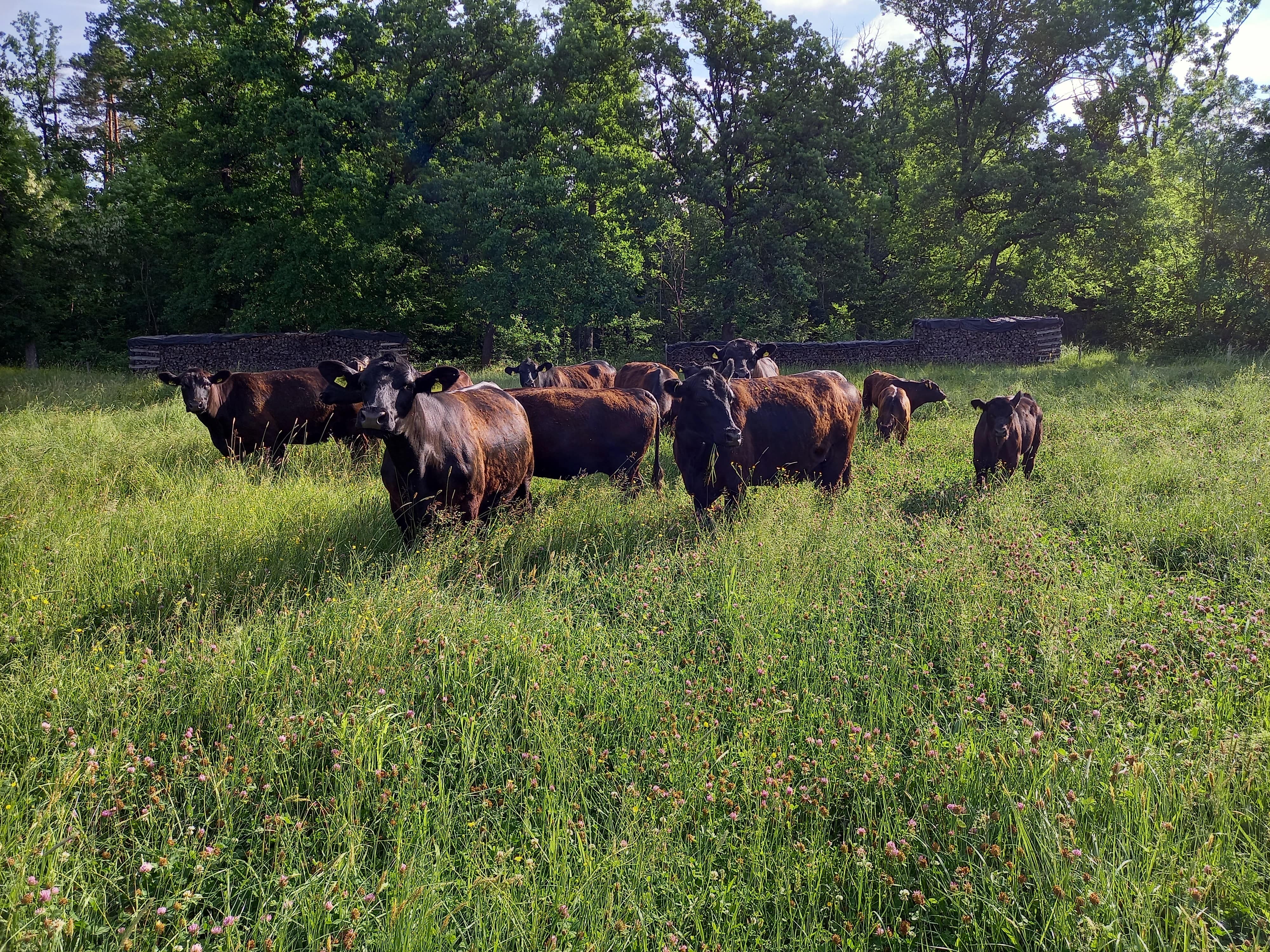 regionale Produkte - Löwenstein - Angus Theke
