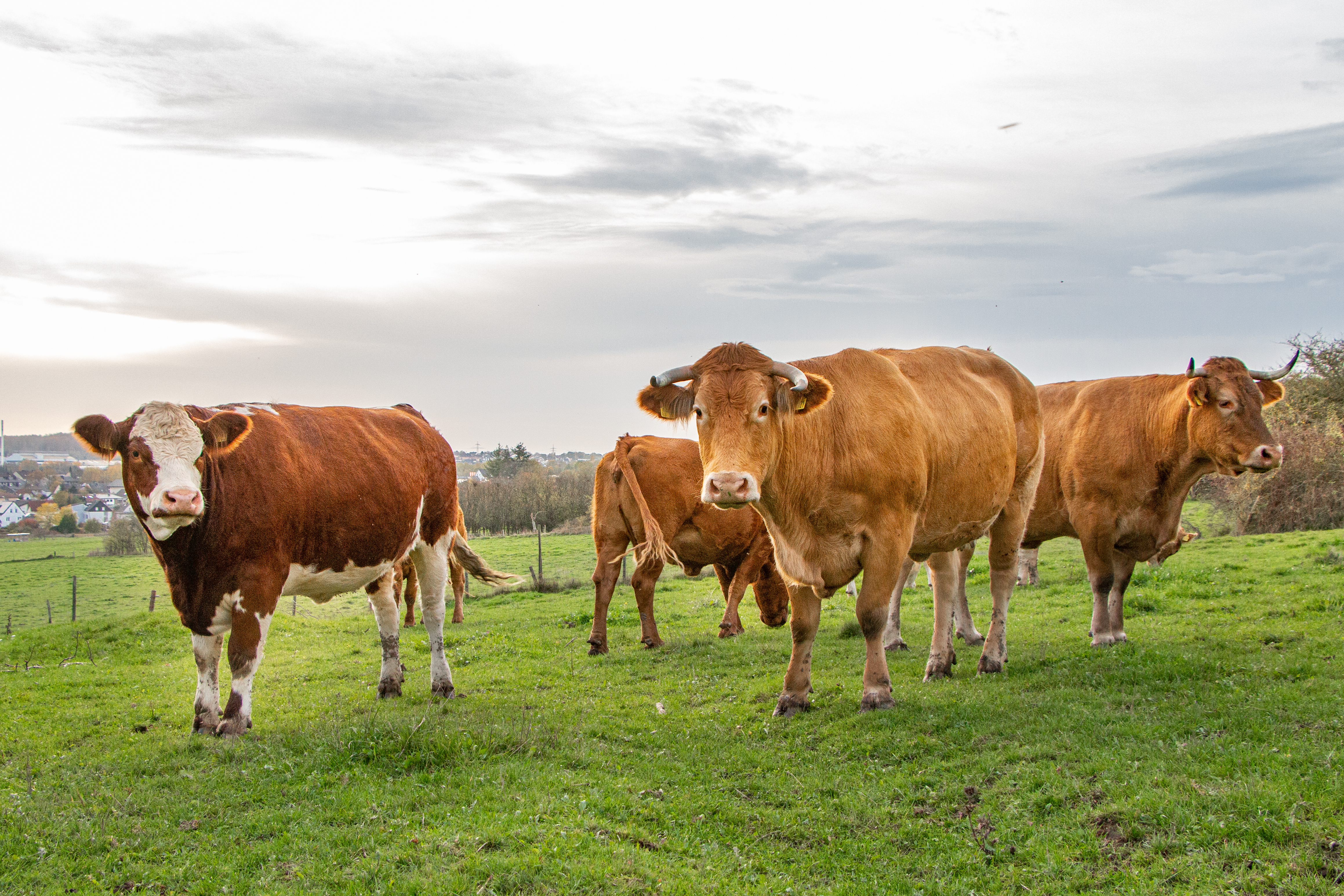regionale Produkte - Wirges - Hofladen Mai 