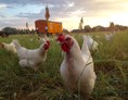 Hofladen: Unsere "Eierlieferanten" - Glinder Ziegenhof