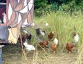 Hofladen: Hühner aus dem Freiland / Hühnermobil. - Marktschwärmer Wildau