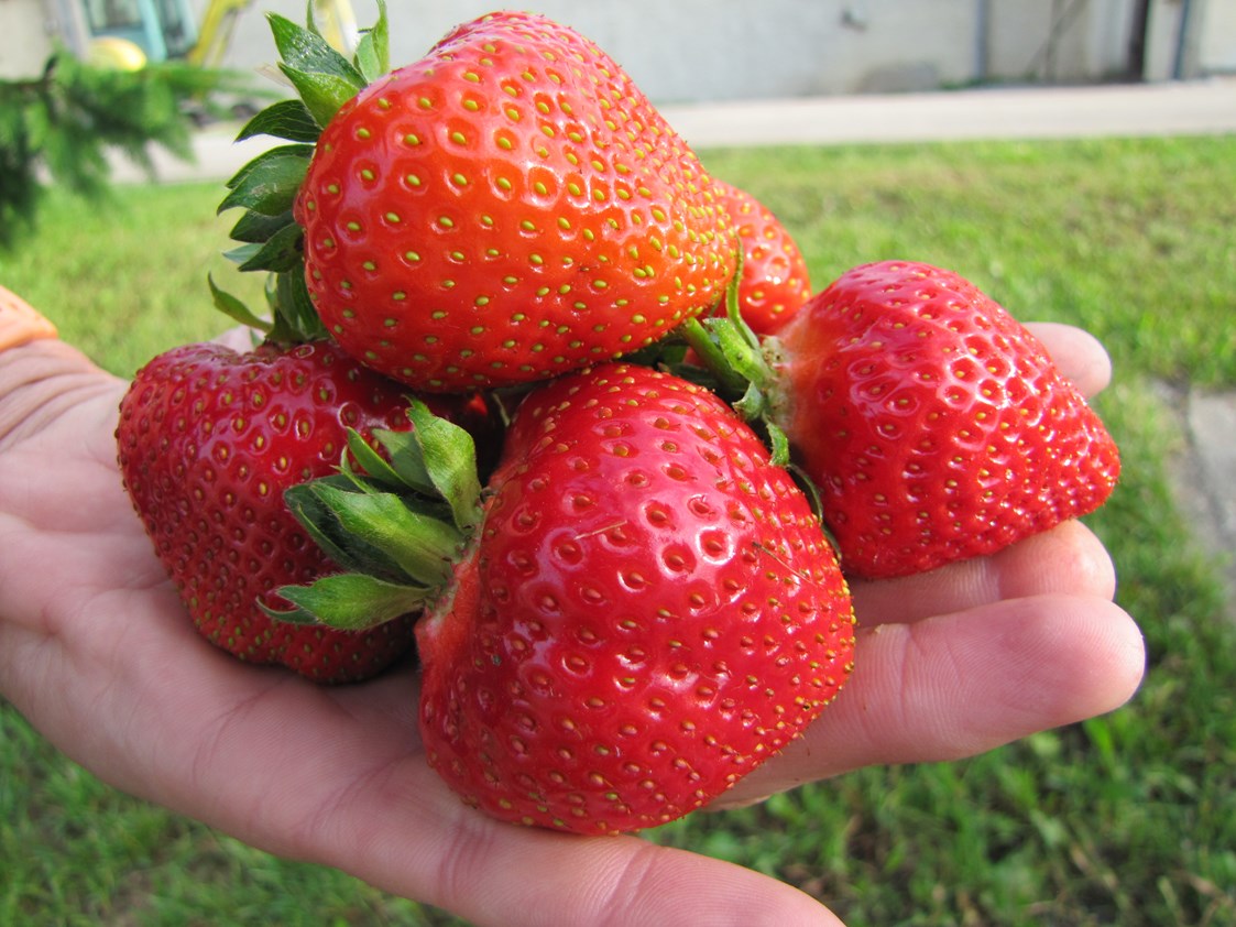 Hofladen: von Mitte Juni bis Mitte Juli frische Erdbeeren vom eigenen Feld, auch zum Selbstpflücken - Agrarhof Gospersgrün