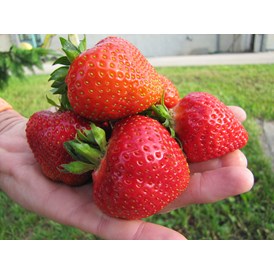 Hofladen: von Mitte Juni bis Mitte Juli frische Erdbeeren vom eigenen Feld, auch zum Selbstpflücken - Agrarhof Gospersgrün