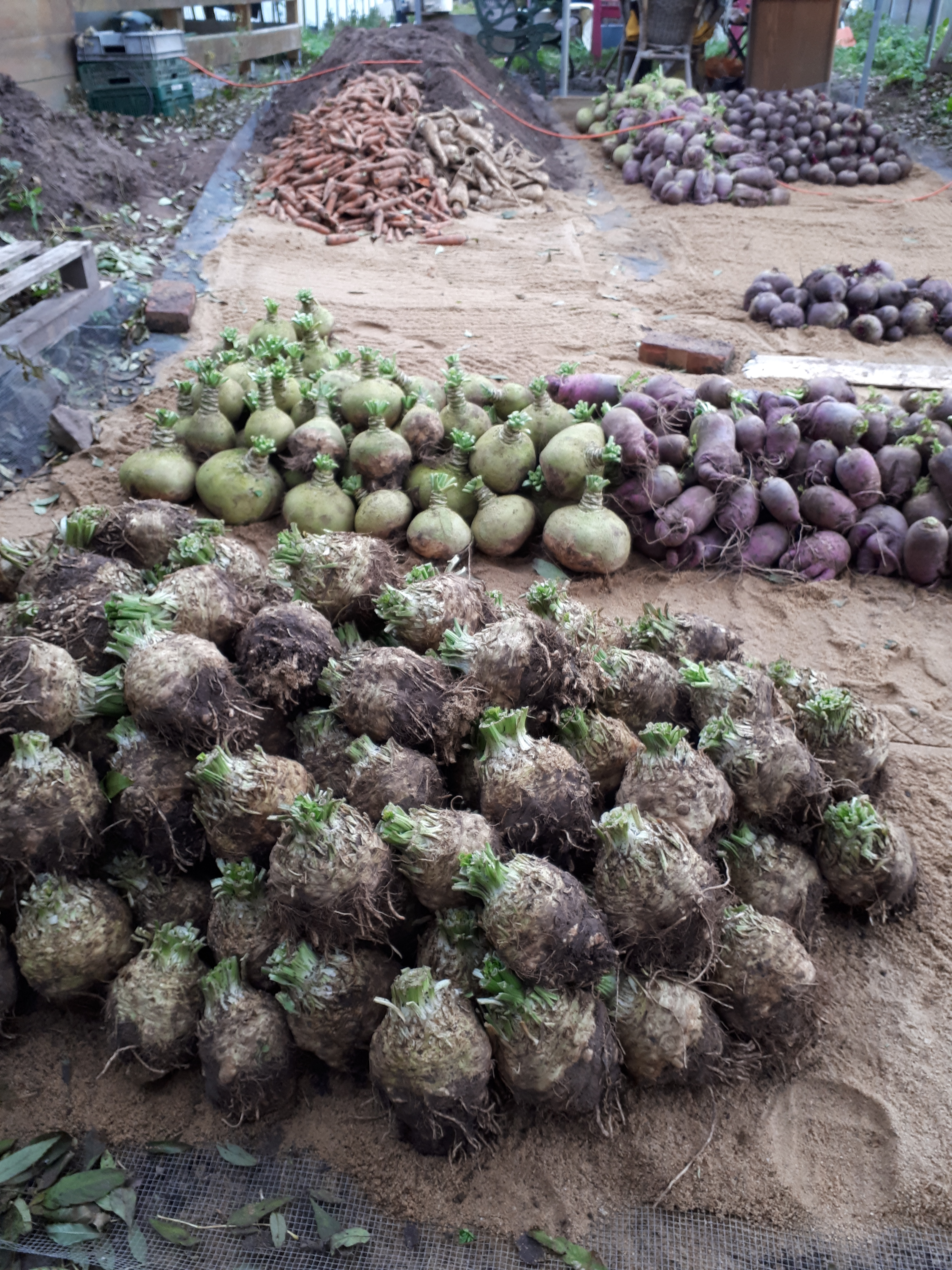 regionale Produkte - Gemüse: Gurken - Deutschland - Solawi Tonndorf (Solidarische Landschaft)