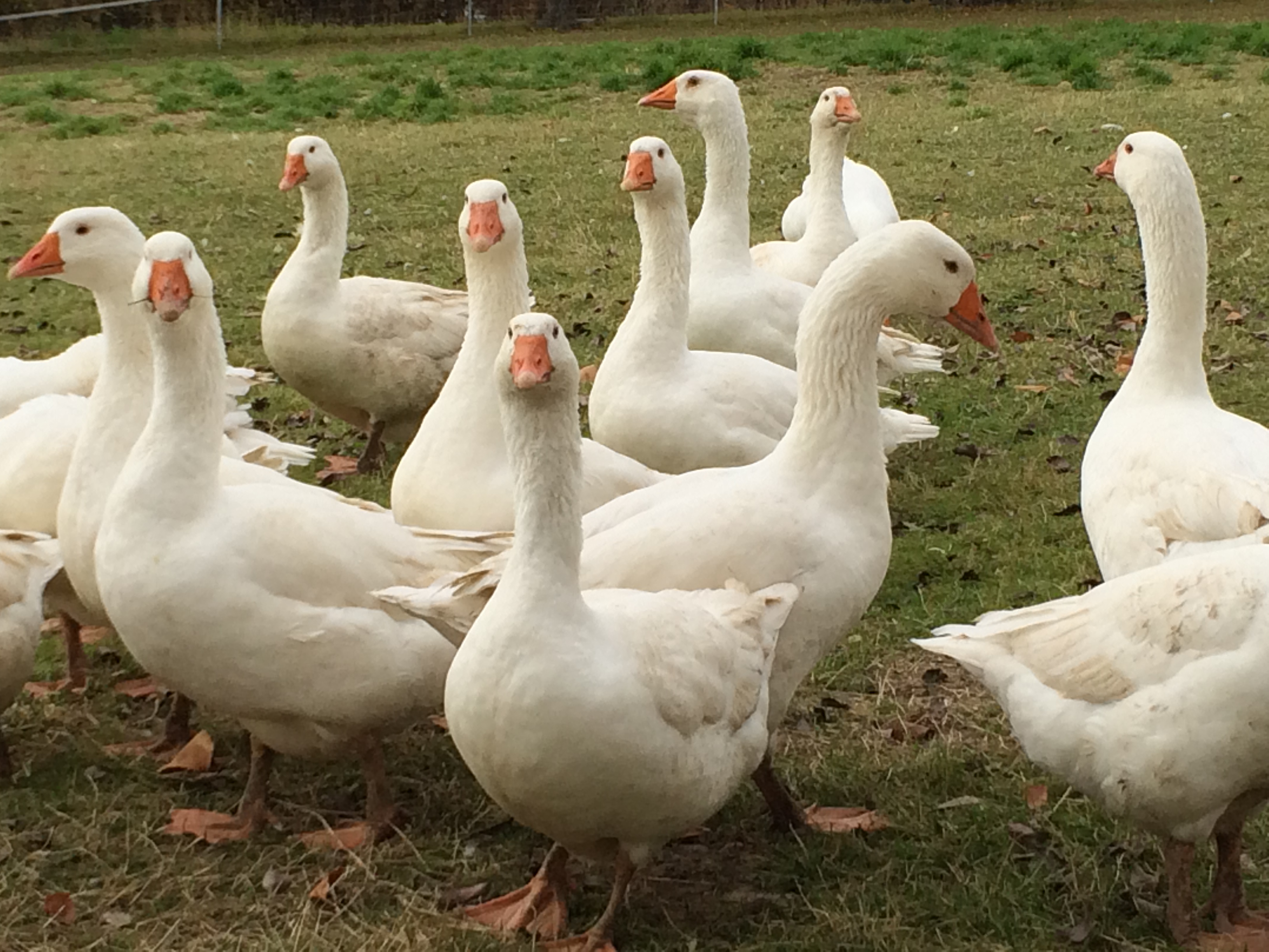 Hofladen: Geflügelhof Arnsdorf Gänse auf der Weide - Geflügelhof Arnsdorf