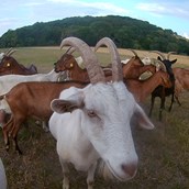 Hofladen - Die Milch unserer Ziegen verarbeiten wir komplett zu unseren Bio- Ziegenkäsen. - Ziegenhof Schleckweda