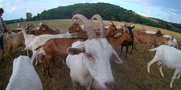 regionale Produkte - Milch und Käse - Sachsen-Anhalt - Die Milch unserer Ziegen verarbeiten wir komplett zu unseren Bio- Ziegenkäsen. - Ziegenhof Schleckweda