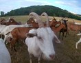 Hofladen: Die Milch unserer Ziegen verarbeiten wir komplett zu unseren Bio- Ziegenkäsen. - Ziegenhof Schleckweda