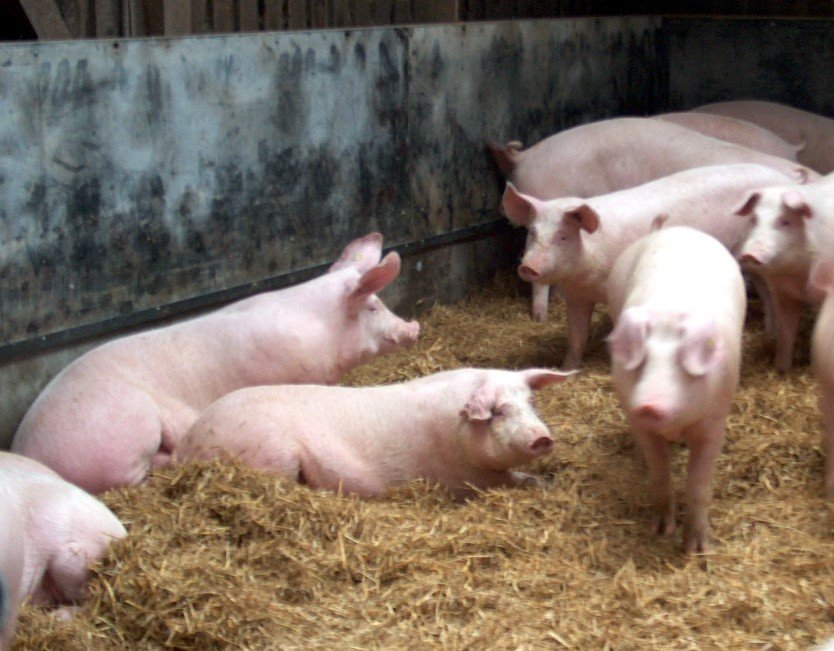 regionale Produkte - Direktvermarktung Siegfried Hoffmann