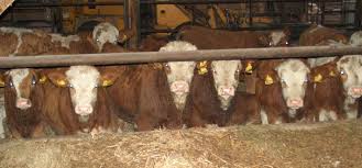 regionale Produkte - Direktvermarktung Siegfried Hoffmann