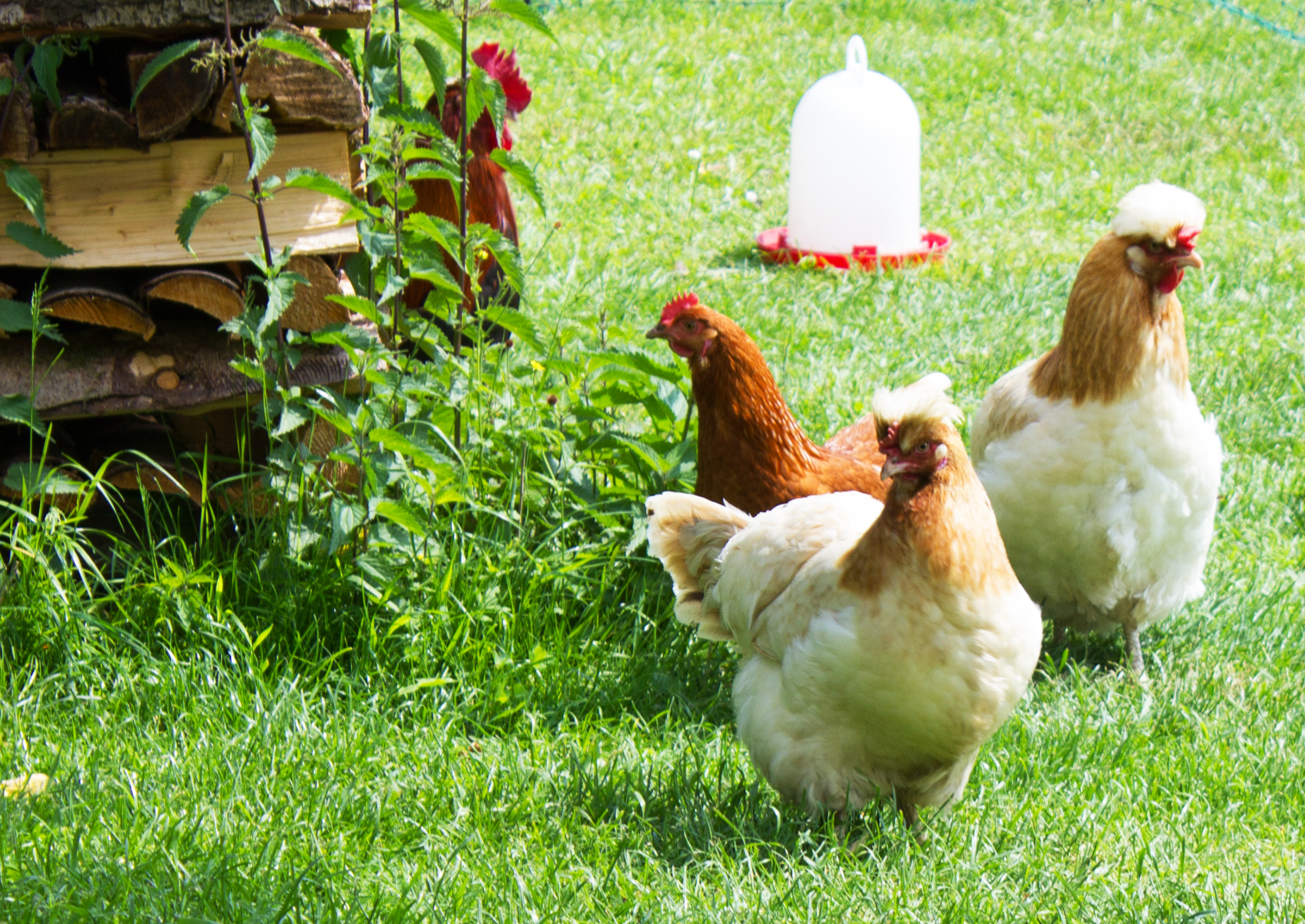 regionale Produkte - Honig und Honigprodukte - Laufen (Berchtesgadener Land) - Unsere Hühner laufen in einem großen Freilandgehege im Obstanger rum. Wir sind zwar nicht biozertifiziert, aber wir denken sehr nachhaltig, tier- und umweltfreundlich. - Beim Moiern z'Straß