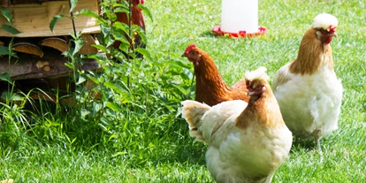 regionale Produkte - Honig und Honigprodukte - Laufen (Berchtesgadener Land) - Unsere Hühner laufen in einem großen Freilandgehege im Obstanger rum. Wir sind zwar nicht biozertifiziert, aber wir denken sehr nachhaltig, tier- und umweltfreundlich. - Beim Moiern z'Straß