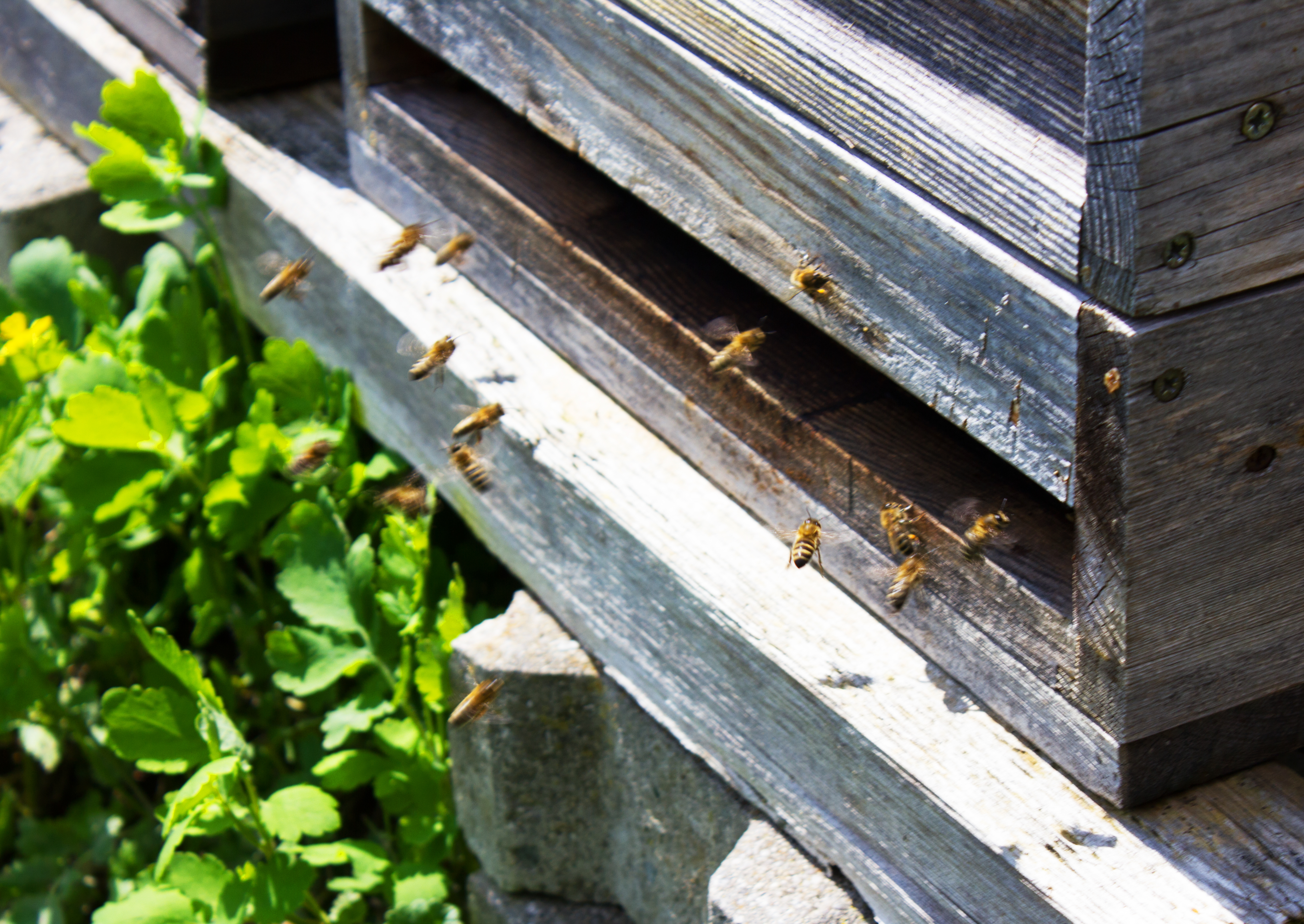 regionale Produkte - Honig und Honigprodukte - Laufen (Berchtesgadener Land) - Unsere Bienen bei der Arbeit - Beim Moiern z'Straß