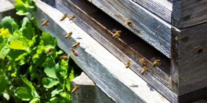 regionale Produkte - Honig und Honigprodukte - Laufen (Berchtesgadener Land) - Unsere Bienen bei der Arbeit - Beim Moiern z'Straß