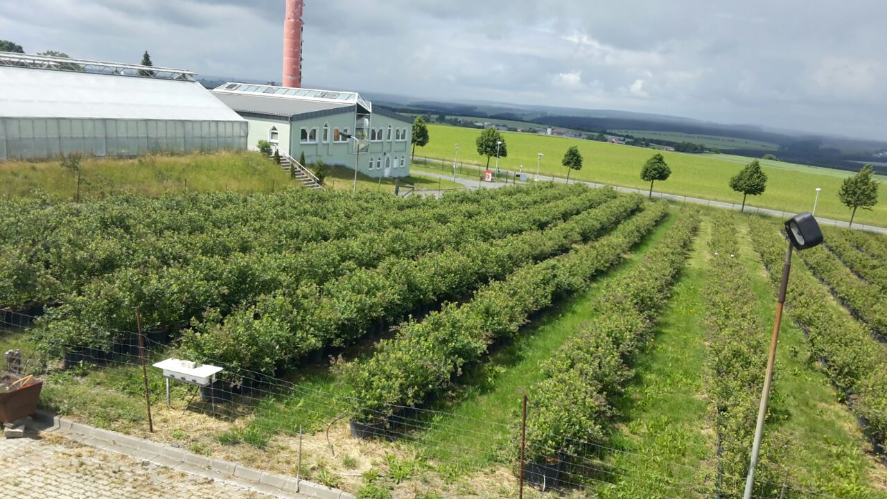 regionale Produkte - Gemüse: Gurken - Deutschland - Hofladen Langenwolschendorf