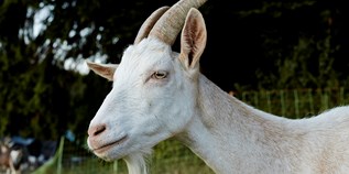 Regionale Produkte In Bayern Das Beste Aus Der Region