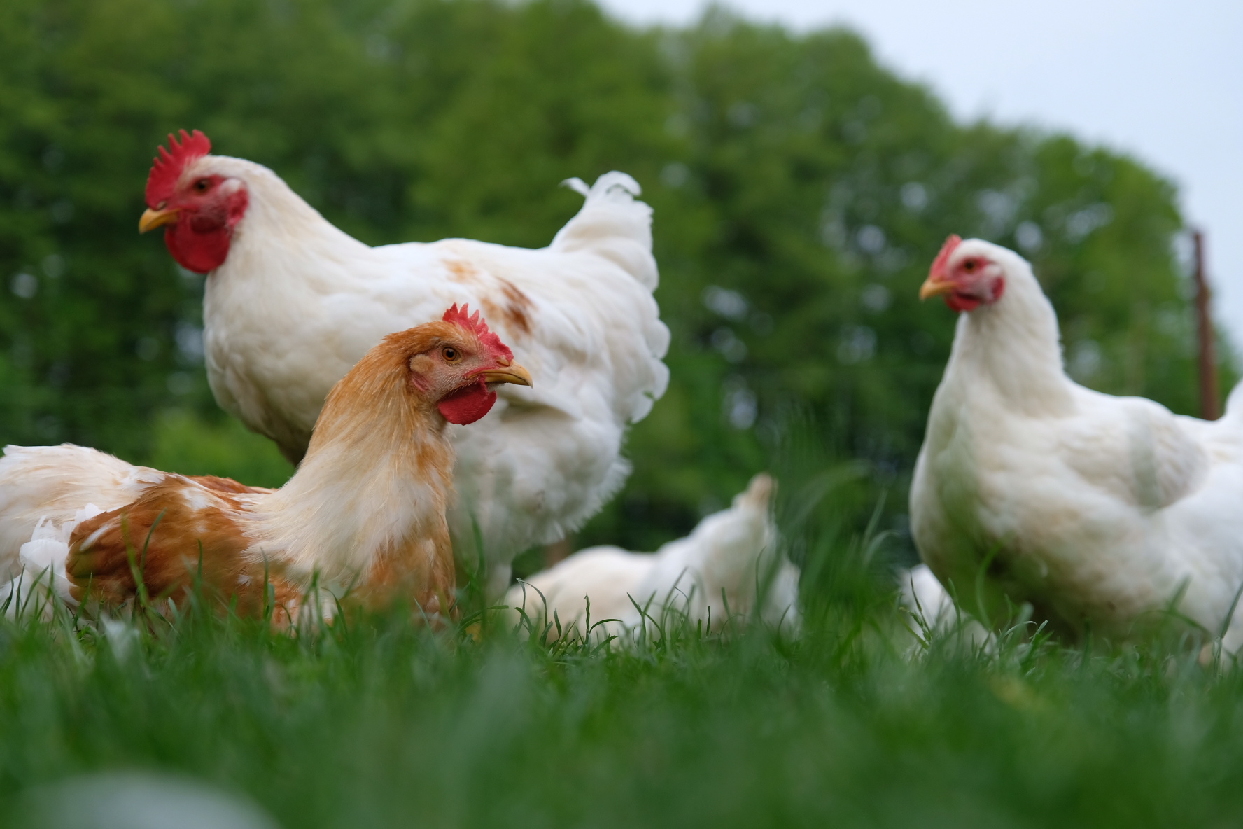 regionale Produkte - Masthähnchen auf der Wiese - BuschHof - Bioland Hoflädchen in Syke-Osterholz